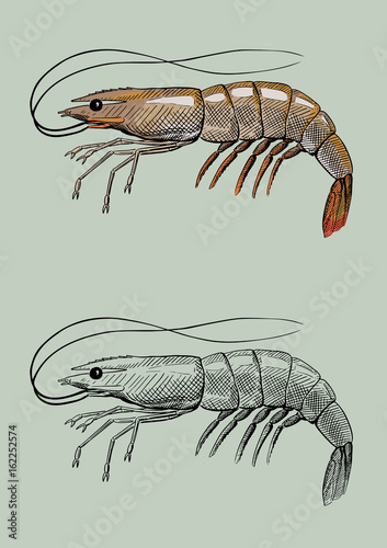 shrimp, vintage hand ink drawing, vector illustration