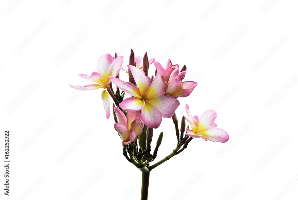 pink flower isolated whrite background  