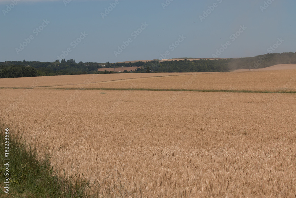 champ de blé