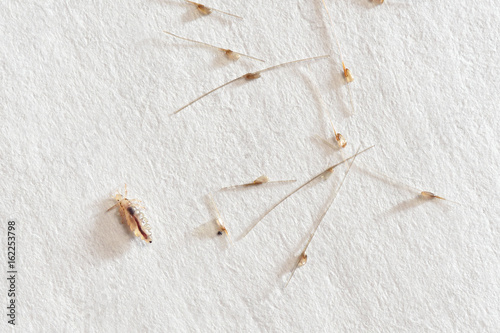 Bild auf Leinwand Louse and nits cocoons on white paper background