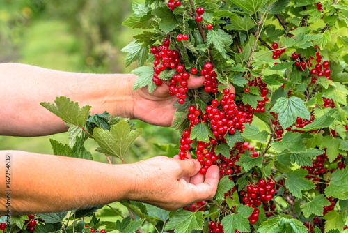 Berry harvest, farmer's hands picking red currant fruits in the summer garden