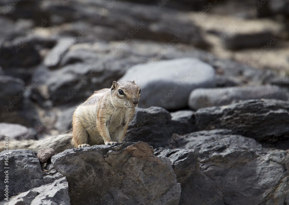 Barbary ground squirrel of Fuerteventura Barbary ground squirrel of Fuerteventura