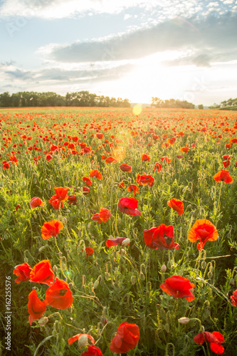 Fototapeta Naklejka Na Ścianę i Meble -  Blossoms of poppies in the fields in the South of Russia