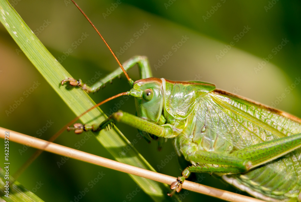 Heuschrecke Heuschrecke