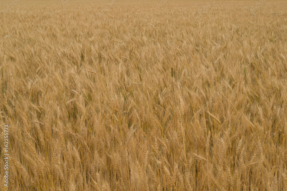 Ripe wheat grows on the field Ripe wheat grows on the field