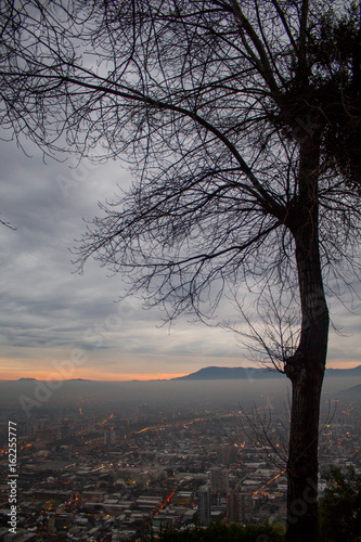 tree at sunset on the city © Felipe