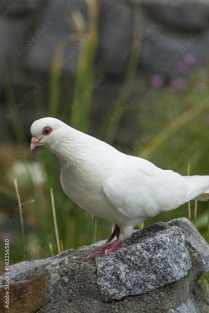 white pigeon