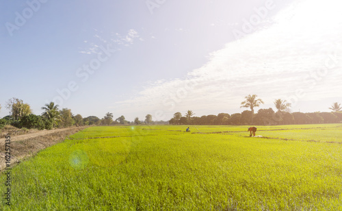 background of the green rice paddy with blue sky