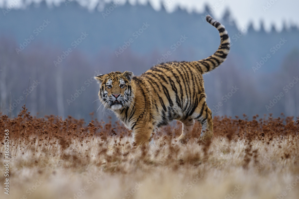 Obraz premium tiger, siberian tiger(Panthera tigris altaica)