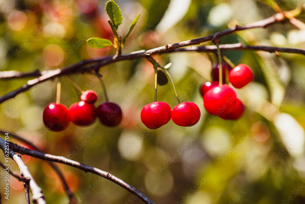 Obraz premium Ripe cherries on a tree branch