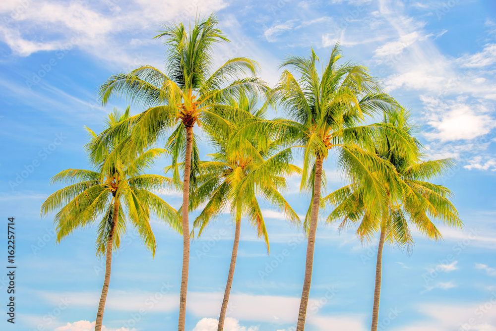 Fototapeta premium Group of palm trees, blue sky background, tropical travel concept