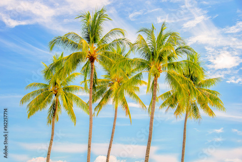 Group of palm trees, blue sky background, tropical travel concept
