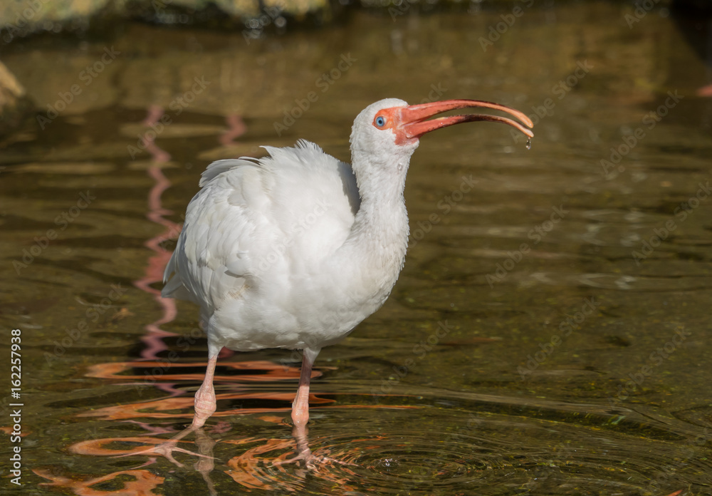 Fototapeta premium White ibis drinking water