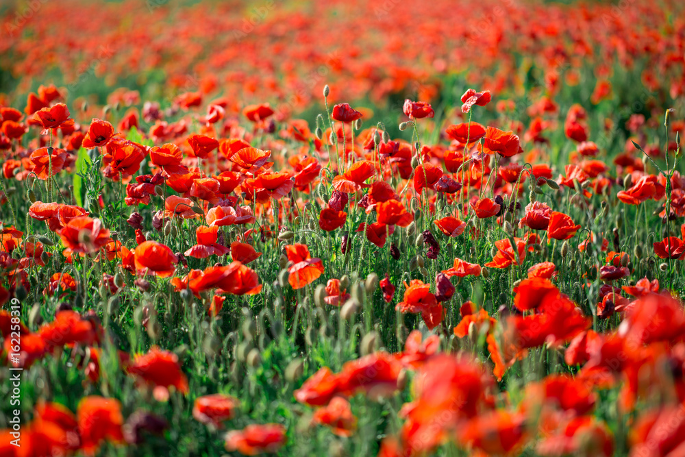 Blossoms of poppies in the fields in the South of Russia