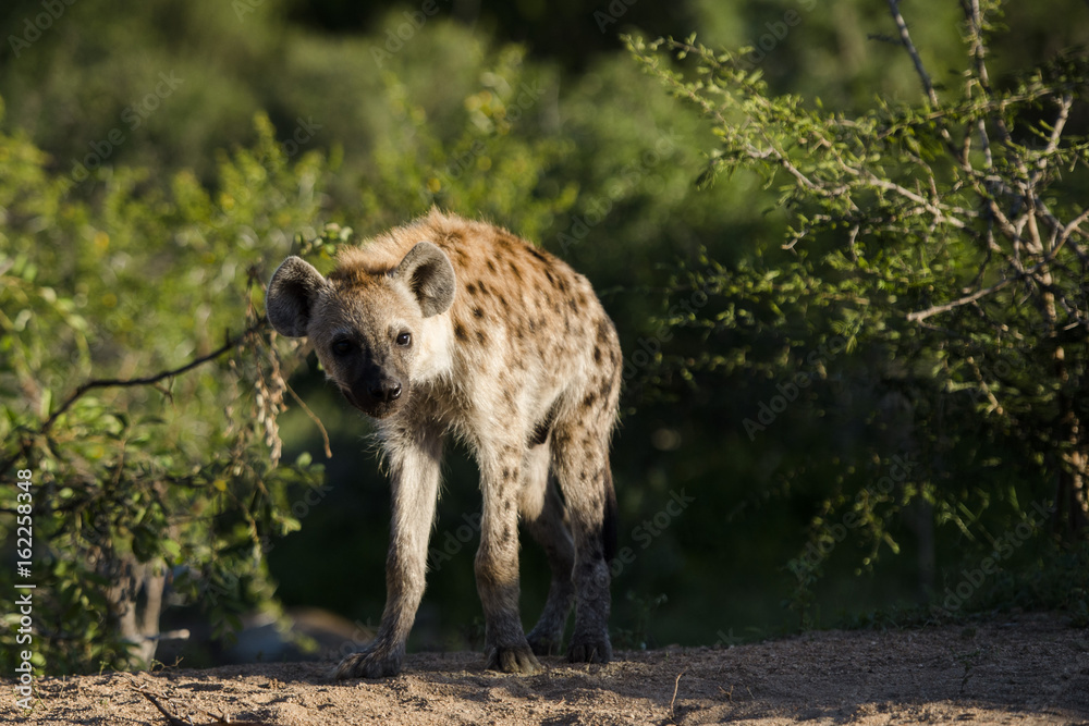 Obraz premium Hyena