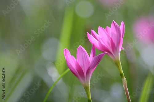 Rain Lily flower blossom