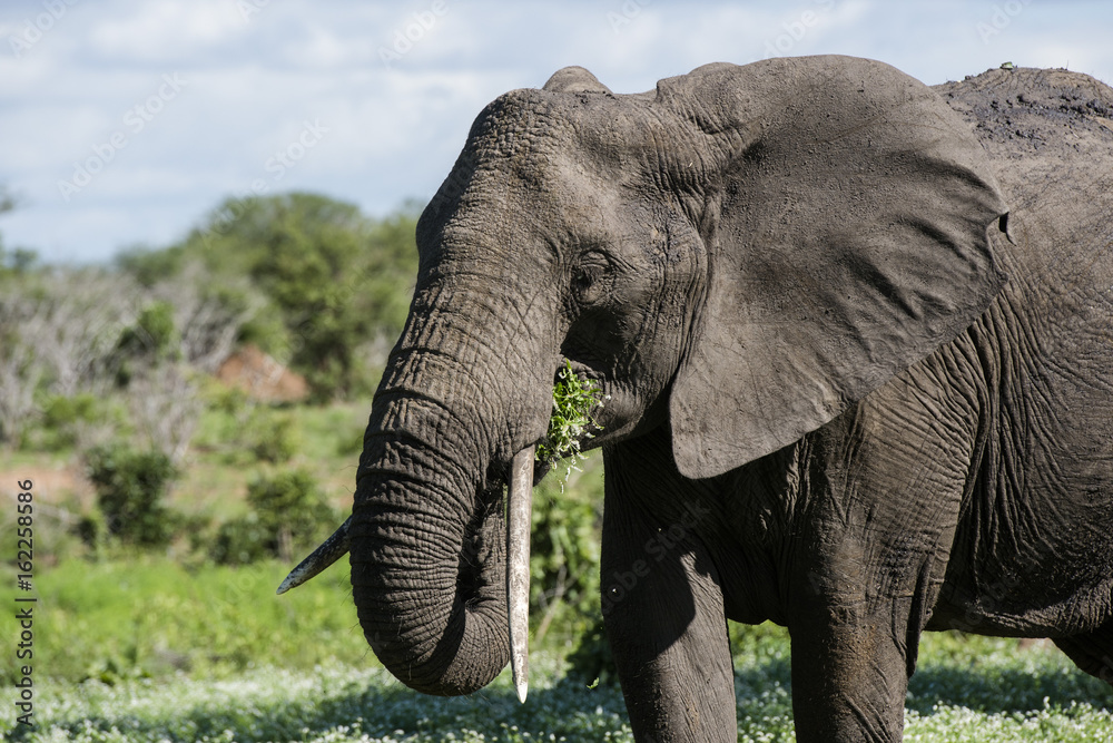 Obraz premium Elephant 