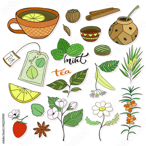 Vector tea collection. Herbal plants and elements for packaging design or menu decoration