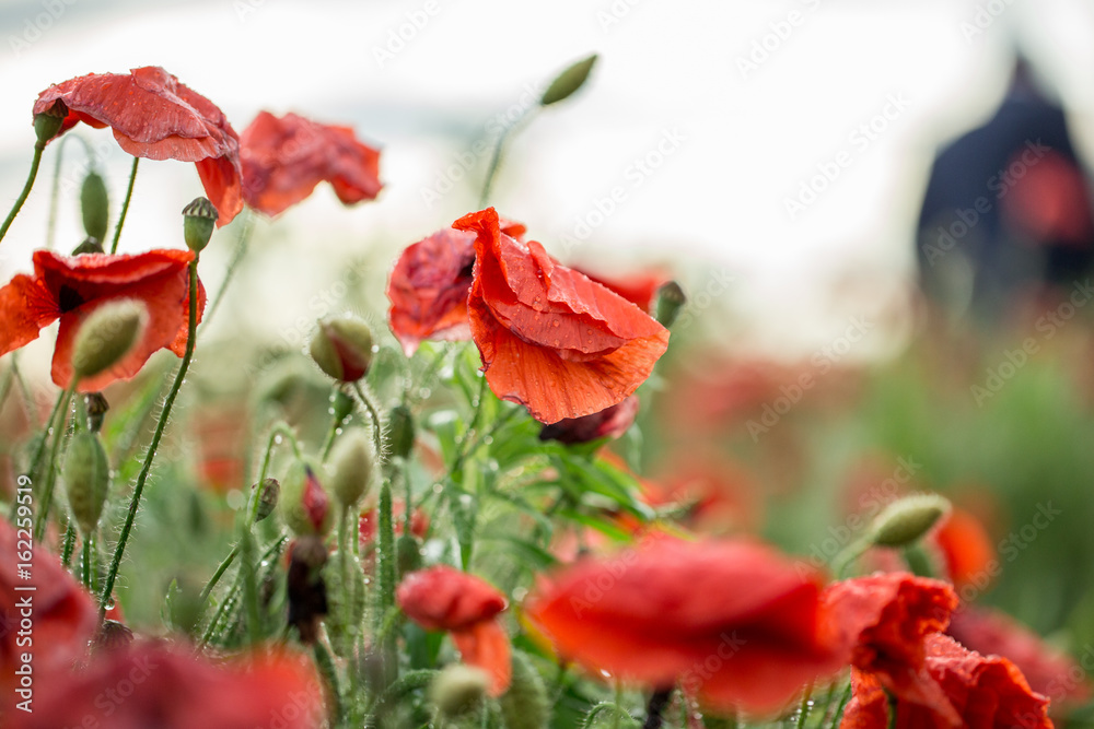 Fototapeta premium Poppy buds after a rain in drops of dew