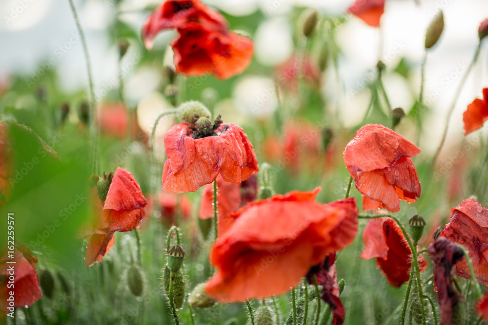 Fototapeta premium Poppy buds after a rain in drops of dew