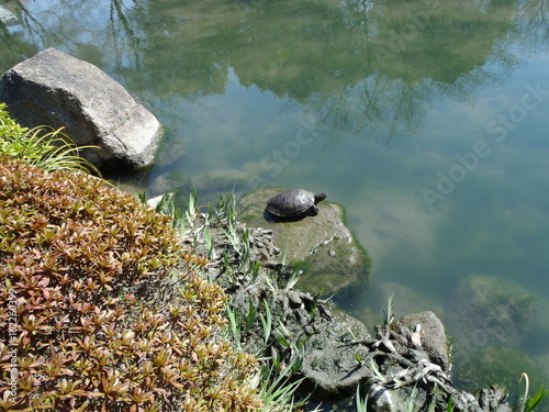 Japanese pond with turtles - a turtle taking a sunbathe