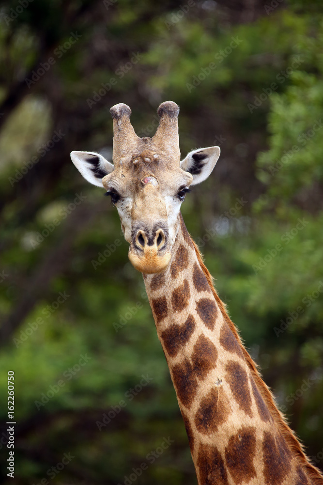 The South African giraffe or Cape giraffe (Giraffa giraffa giraffa), portrait male with battered horns The South African giraffe or Cape giraffe (Giraffa giraffa giraffa), portrait male with battered horns
