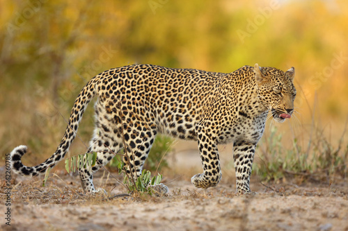 The African leopard (Panthera pardus pardus) young female patrolling in its territory