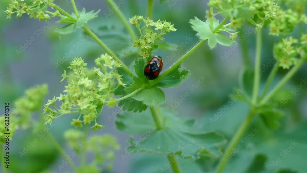 Mating ladybugs on a plant in The Netherlands Mating ladybugs on a plant in The Netherlands