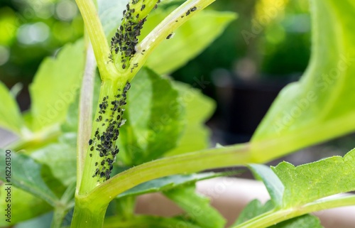 A garden plant infested with aphid insects photo