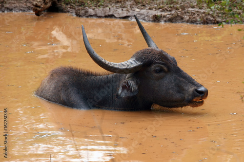 The wild water buffalo, Bubalus arnee, also called Asian buffalo, Asiatic buffalo and arni or arnee (Bubalus bubalis) lying in muddy water © Karlos Lomsky