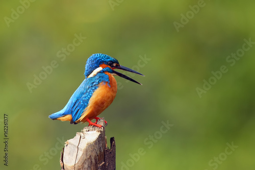 The common kingfisher (Alcedo atthis) also known as the Eurasian kingfisher, and river kingfisher sitting on the sitting on the pole
