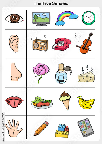 five senses - touch, taste, hearing, sight, smell.  - worksheet for education