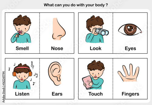 five senses - touch, taste, hearing, sight, smell.  - worksheet for education