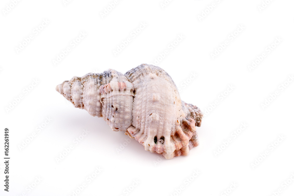 Sea shell isolated on a white background Sea shell isolated on a white background