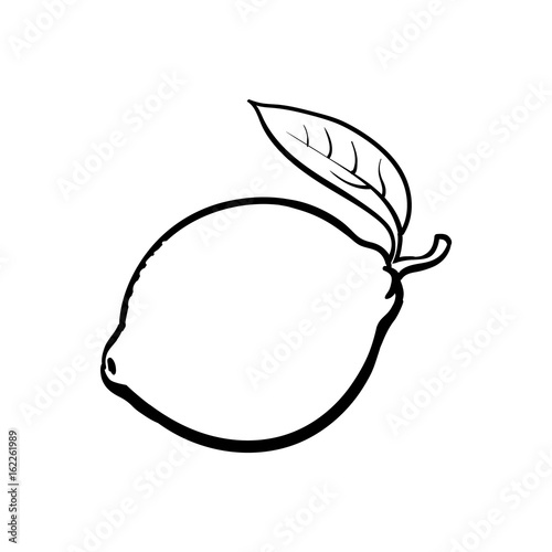 Whole shiny ripe lime with a leaf, hand drawn sketch style vector illustration on white background. Hand drawing of unpeeled round whole lime with fresh leaf