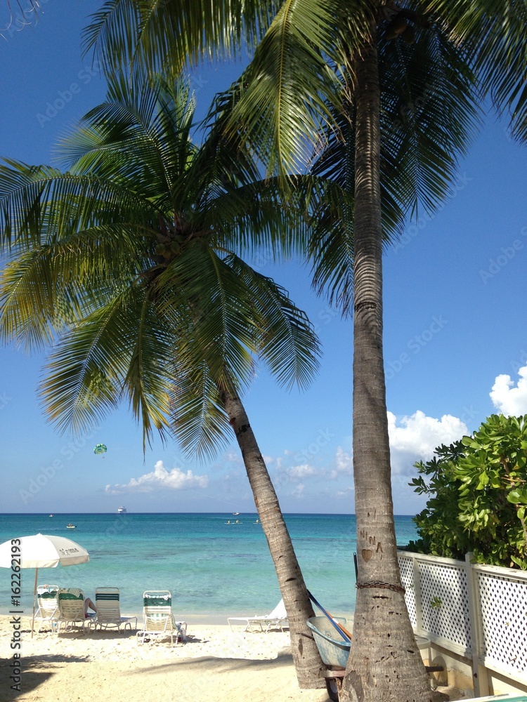 Naklejka premium Palm Trees