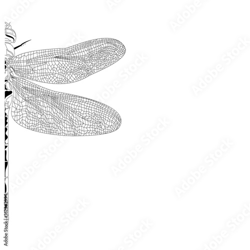 Elegant, partial dragonfly insect detailed sketch in black and white