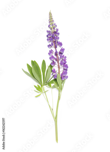 Lupin blue flower on white background