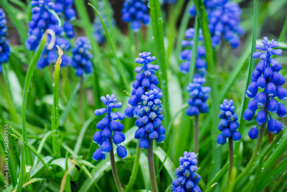 Muscari armeniacum (Blue Grape Hyacinth) blooming in the garden. Selective focus. Shallow depth of field. Muscari armeniacum (Blue Grape Hyacinth) blooming in the garden. Selective focus. Shallow depth of field.