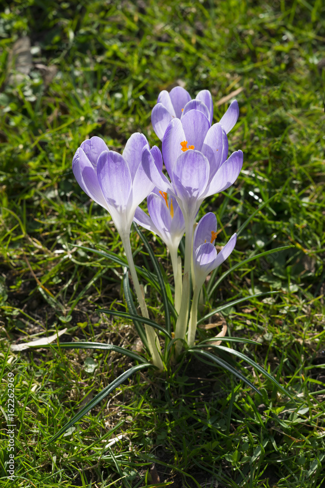 crocus white violet crocus white violet