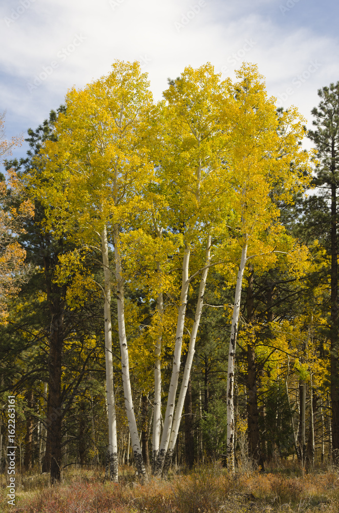 Naklejka premium Giant Aspen Trees in Autumn