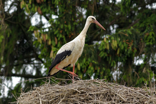 Stork in Poland. Standing on nest or flying