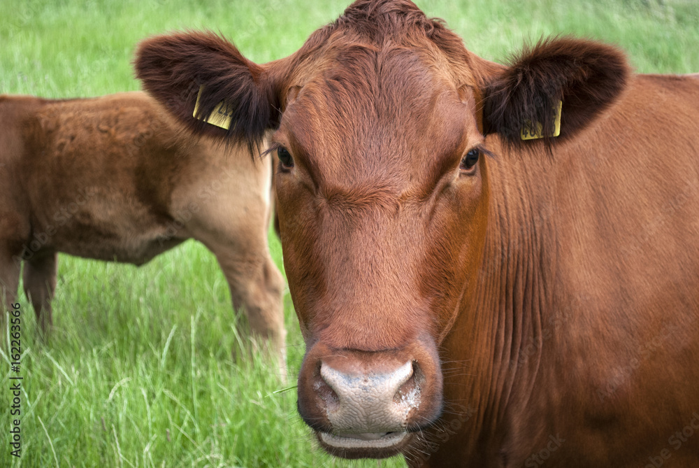 Angus Rind auf Weide im Sommer in Schleswig-Holstein, Deutschland 