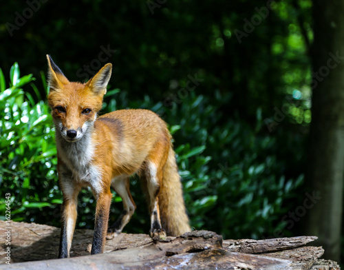 Fox © Socco