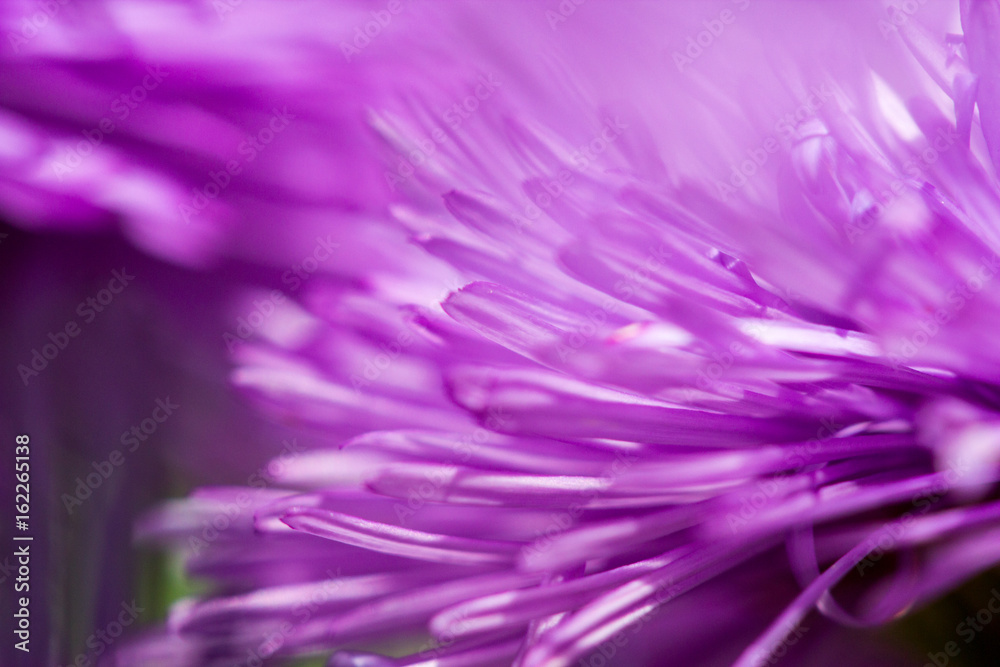 Violet close up macro flower leaves. Abstract nature background. Violet close up macro flower leaves. Abstract nature background.