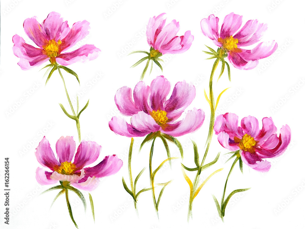 Pink cosmos flowers. Oil painting on Canvas. Isolated on white background