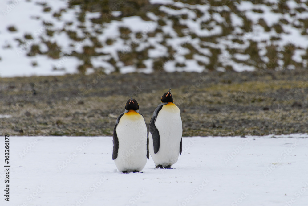 Obraz premium King penguins on South Georgia island