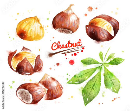 Watercolor illustration of chestnut