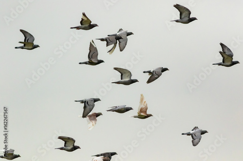 Flying birds on blue sky © Lukasz Sokol