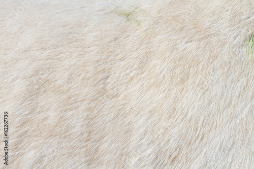 Macro closeup of a white horse's fur